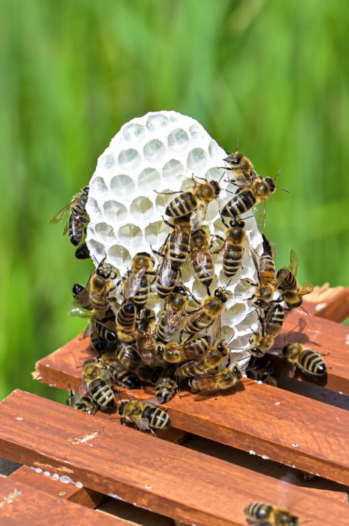 Ein Wunderwerk der Natur. Perfekte Waben für den Nachwuchs und den Honig. Foto: Detlef Schiel
