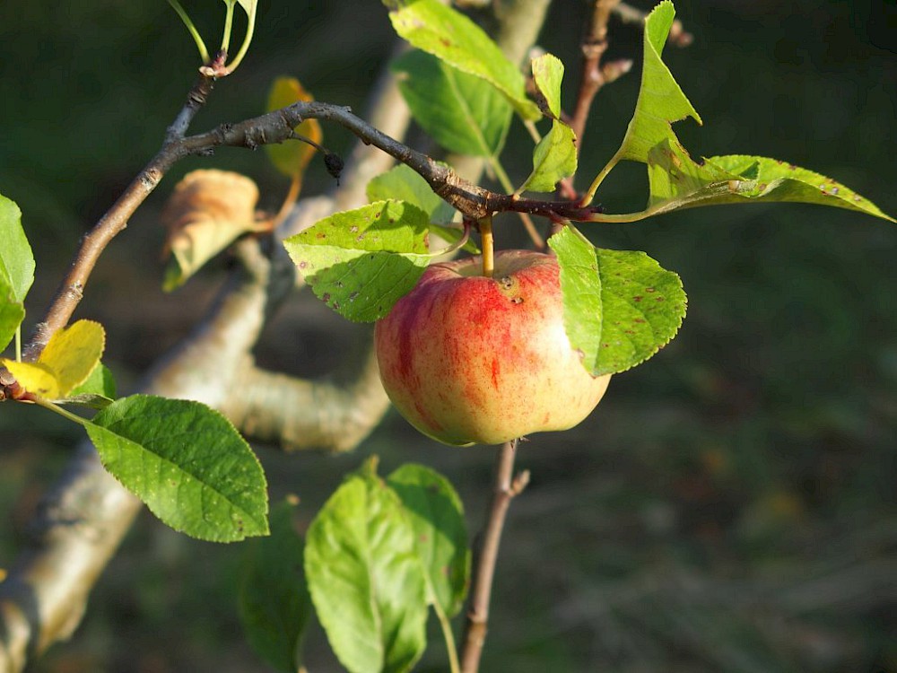 Ein leckerer Apfel Foto: Bernd Rabe