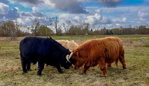 "Kräftemessen" der Jungbullen auf der Weide der Schottischen Hochlandrinder. Foto: Renate Koch