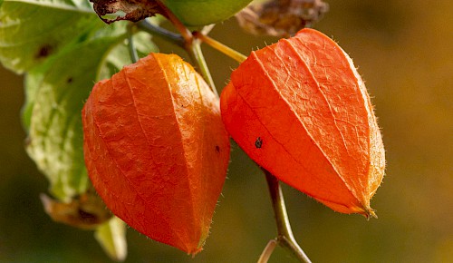 In vielen Vorgärten leuchten die orangefarbenen Fruchthüllen der Lampionblume. Die Pflanzen gehören zur Gattung Physalis, einem Nachtschattengewächs. Ursprünglich beheimatet war sie in Ostasien.