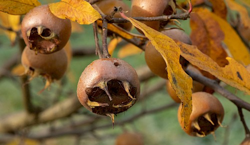 Die Echte Mispel ist heute in unseren Gärten nur noch selten anzutreffen. In früheren Jahrhunderten war das Obstgewächs in vielen Bauerngärten zu finden. Jetzt, nach den ersten Frösten, sind die Früchte erntereif.