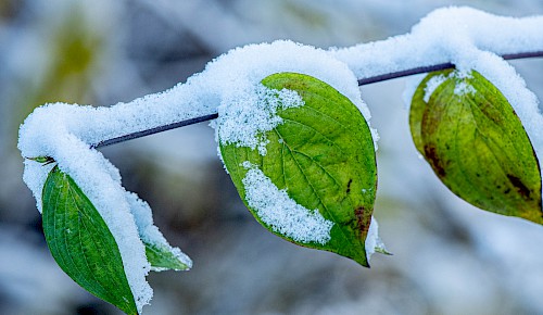 Der früh gefallene Schnee verziert die noch grünen Blätter der Sträucher