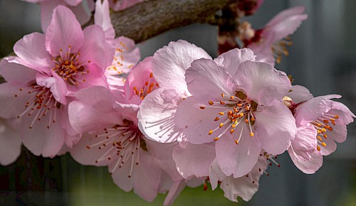 Der Frühling steht vor der Tür und mit ihm die Blüte der Zierkirschbäume, die in Japan Sakura genannt wird. Sakura steht für Aufbruch und natürliche Schönheit, aber auch für die Vergänglichkeit. So wie die Kirschbaumblüten, die schon nach wenigen Tagen wieder verwelkt sind.