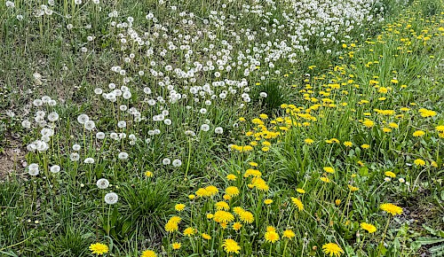 Anfang Mai ist die Hauptblütezeit des Löwenzahns. Rechts der Löwenzahn in voller Blüte und links in Fruchtreife als "Pusteblumenwiese" Die Blätter des Löwenzahns sind essbar und können zu Salat verarbeitet werden.