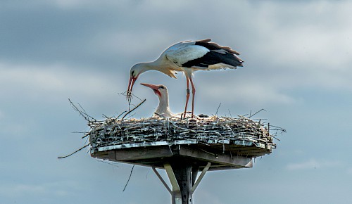 Das Storchennest am Weißenseeweg in Dibbesdorf ist wieder besetzt. Während das Weibchen derzeit noch brütet holt das Männchen weiteres Nistmaterial zum Ausbessern des Nestes heran.