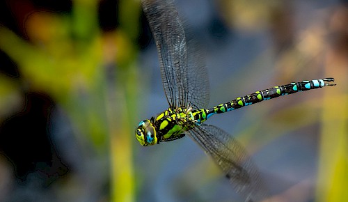 Eine Blaugrüne Mosaikjungfer zieht ihre Kreise über einen Gartenteich.