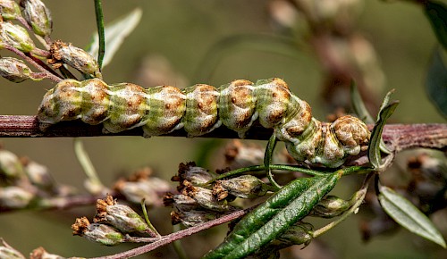 Mit etwas Glück und guten Augen kann man auf den Pflanzen des Beifuß die gut getarnte Raupe vom Beifuß-Mönch entdecken. Sie ist ein Musterbeispiel für Mimese.