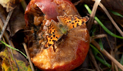 Ein C-Falter saugt am Fallobst einer Streuobstwiese.