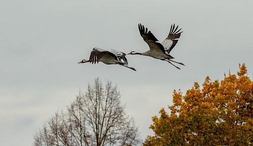 Nicht alle Kraniche fliegen jetzt in ihre Winterquartiere. Diese beiden werden wahrscheinlich wieder in Riddagshausen überwintern.