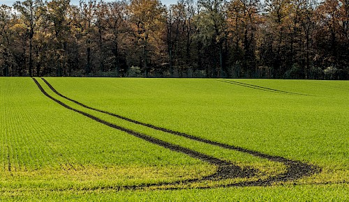 Das Grün der Blätter verschwindet und wird ersetzt durch das intensive Grün der Felder.