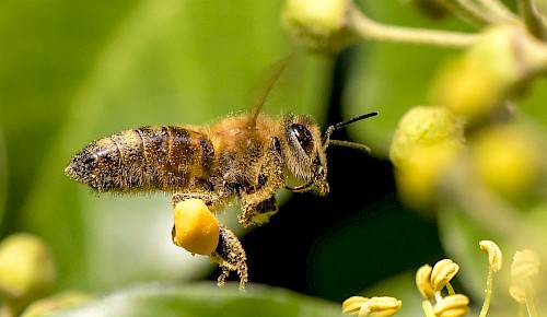 Eine Honigbiene an Efeublüten