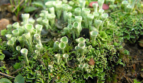Eine sehr kleine Becherflechte, deren Becher kaum 1 cm hoch werden.
Sie kommt hier auf sandigem Substrat am Straßenrand des Peterskamps vor.
Feucht sieht sie leuchtend grün, trocken dagegen hellgrau aus.
    Foto: Gabriela Bitter