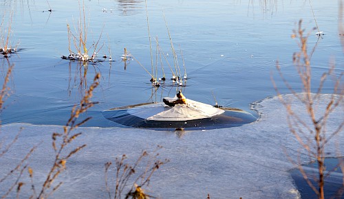 Nach dem langsamen Zurückziehen des Hochwassers in der Schunteraue verbleiben birarre Eisstrukturen  Foto: Renate Koch