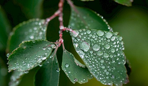 Herbstwetter: Stark bewölkt, gebietsweise Nieselregen