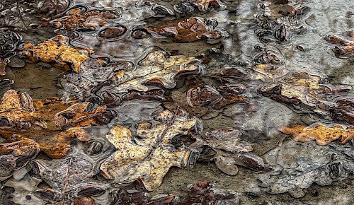 Das letzte Laub ist auf die Straße gefallen. Doch Liegenbleiben darf das Herbstlaub nicht, denn nasses Laub verwandelt die Gehwege und Straßen in gefährliche Rutschbahnen.