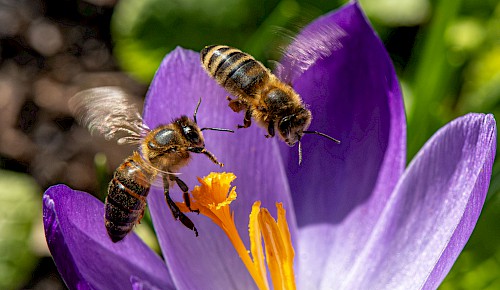 Zwei Honigbienen besuchen eine Krokusblüte um Pollen zu sammeln