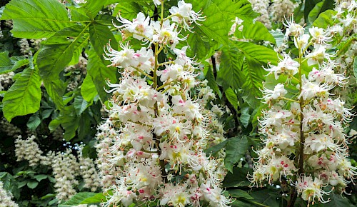 Die Rosskastanie wurde 2005 zum Baum des Jahres gewählt. Die Rosskastanienblüten werden von Bienen und Hummeln bestäubt.