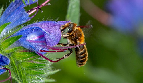 Ein Männchen der Natterkopf-Mauerbiene saugt Nektar an den Blüten des Natterkopfes im Pfarrgarten. Durch die regelmäßige Aussaat des Gewöhnlichen Natterkopfes, der einzigen Pollenquelle dieser Wildbiene, ist diese Art auch in Hondelage wieder präsent.