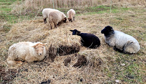 Unsere Schafe fühlen sich auch im Winter wohl. Sie sind von Natur aus durch ihre dichte Wolle gut an kalte Temperaturen angepasst.  Foto: Renate Koch
