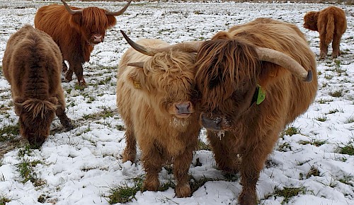 Trotz des frühen Wintereinbruchs fühlen sich unsere Schottischen Hochlandrinder auf ihrer Weide am Ziegelofen in Hondelage wohl.  Foto: Renate Koch