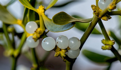 Zu Weihnachten tragen die Mistelbüsche ihre charakteristischen weißen Beeren. Weit vor anderen Pflanzen blühen sie schön im Februar und März. Das immergrüne Gewächs ist ein Halbschmarotzer, benötigt also für die Nährstoffversorgung einen Baum als Wirtspflanze.