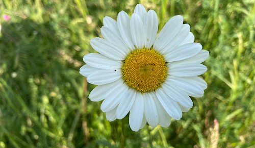 Margarite