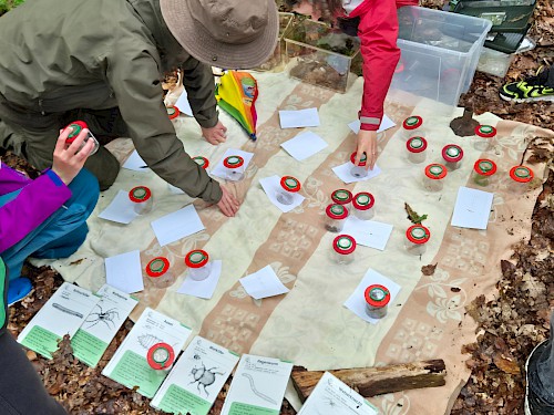 Lebewesen im Waldboden entdecken, beobachten und bestimmen