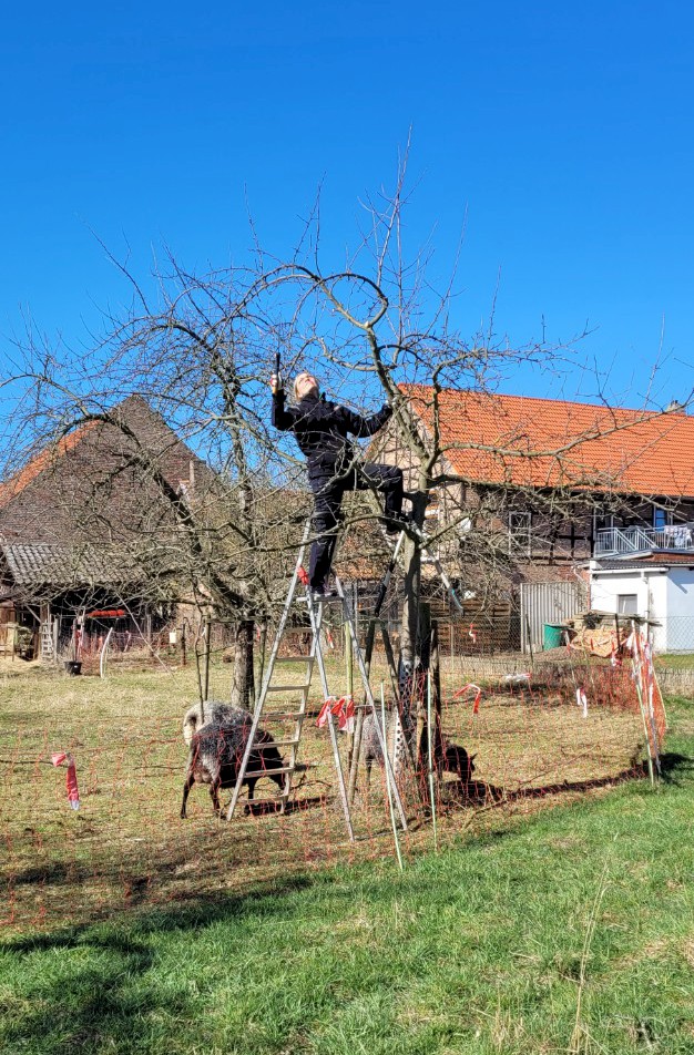 Obstbaumschnitt mit Schafbegleitung