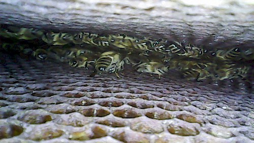 Sich wärmende Bienen in diesem Winter zwischen Waben voller Honig
