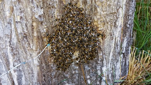Starker Bienenzuwachs im Frühjahr nach überstandenem Winter