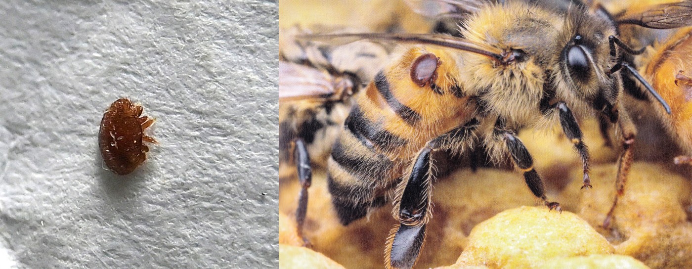 Links die erste gesichtete Varroamilbe. Rechts zum Größenvergleich eine Varroa auf einer Biene, kopiert aus: „Das Leben wilder Bienen“, Thomas Seeley
