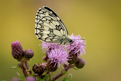 Copyright Reding, Wolfsmonitoring Niedersachsen