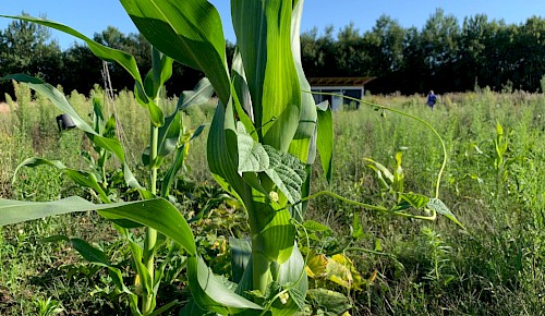 Im Milpa-Beet nutzt die Stangenbohne den Mais als Rankhilfe