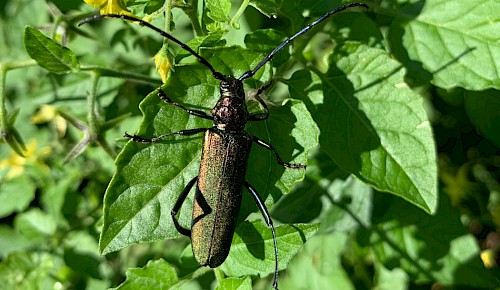 Moschusbock auf Tomatenpflanze