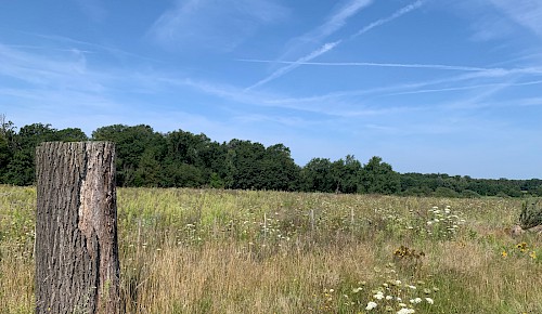 Im August sind viele Blühpflanzen schon abgetrocknet