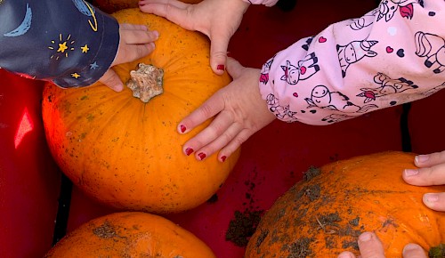 Die fleißigen Hände freuen sich schon darauf, die Schnitzkürbisse für Halloween vorzubereiten