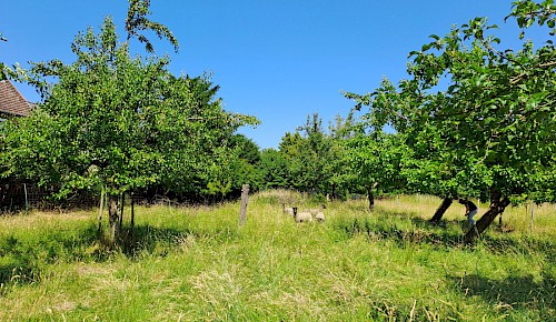 Die Schafe auf der Streuobstwiese sind scheu