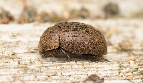 Der Kurzhornschröter
(Aesalus scarabaeoides) ist extrem selten und gilt in Deutschland als „vom Aussterben bedroht“ – ein echter Glücksfund. Foto: R. Schmidt