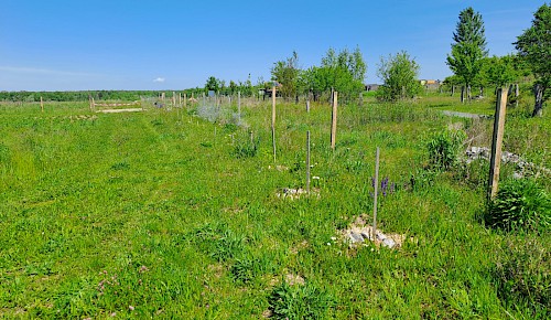 Obststräucher