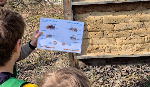 Häufige Wildbienenarten bestimmen