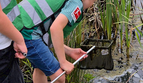 Wasserlebewesen entdecken