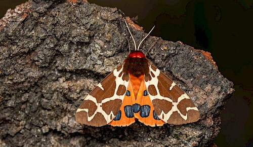 Brauner Bär (Arctia caja)
