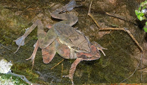 Männlicher (oben) und weiblicher Springfrosch (unten) im Amplexus kurz vor der Eiablage.