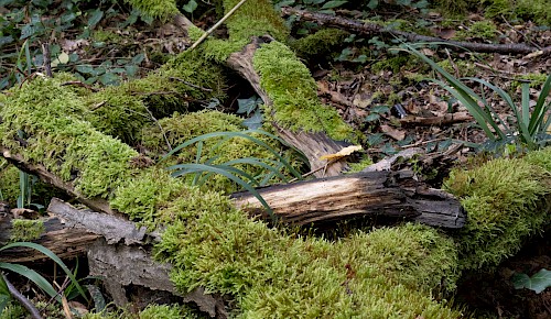 Totholz im Hondelager Wald: Zahlreiche Moos- und Pilzarten sind am Zerfallsprozess beteiligt. Etwa 20 Prozent der Waldfauna, Insekten, Reptilien, Säugetiere und Vögel, finden im Totholz einen für sie idealen Lebensraum.    Foto: Michael Theess