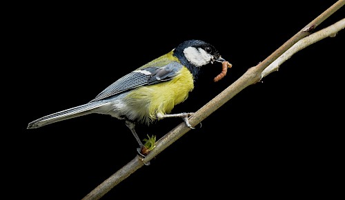 Nach einer zweiwöchigen Brutzeit sind die Küken der Kohlmeise geschlüft. Beide Eltern füttern nun die Jungen für etwa 20 Tage. Etliche tausend Insekten und deren Larven werden dabei von den Jungvögeln vertilgt.