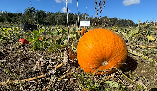 Schnitzkürbisse auf dem FUN-Gemüseacker: Ideal zum Schnitzen gruseliger Gesichter zu Halloween.