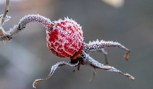Wilde Hagebutten im Frost: Die Früchte der Wildrosen schützen sich vor der Reife mit unangenehm schmeckenden Gerb- und Bitterstoffen. Nach dem ersten Frost werden sie weich und der natürliche aromatische Geschmack wird verstärkt.