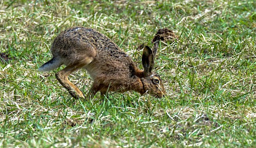 Der Feldhase ist das Vorbild unseres Osterhasen. Zur Osterzeit kommt der Nachwuchs zur Welt. Der gefährdete Bestand entwickelte sich in den letzten Jahren in Niedersachsen positiv. Im Schnitt liegt er jetzt bei 15 Feldhasen pro Quadratkilometer.