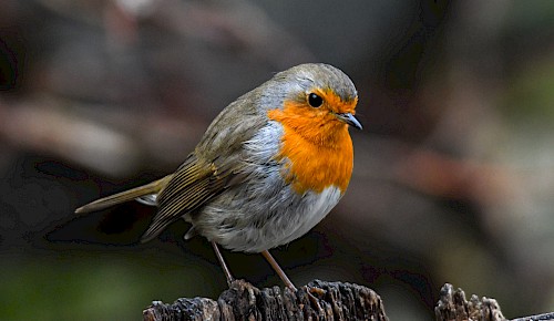 Zu den beliebtesten Singvögeln gehört das Rotkehlchen. Mit seiner orangefarbenen Brust und Kehle ist es gut zu erkennen. Rotkehlchen sind Teilzieher, einige Vögel bleiben auch im Winter in unseren Breiten.