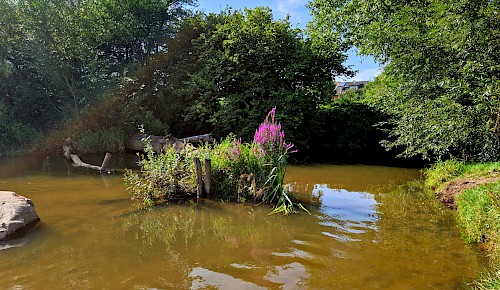 Blühende Weidenröschen auf der kleinen Insel in der Schunterbucht an der Pastorenbrücke     Foto: Renate Koch